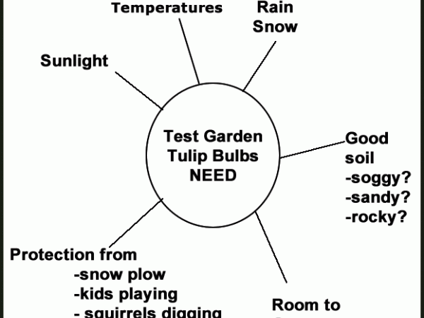 Graphic web showing completed needs of tulips