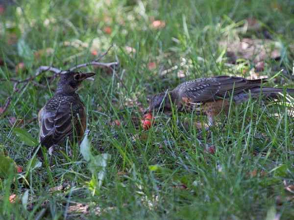 Image of robins feasting on fruit