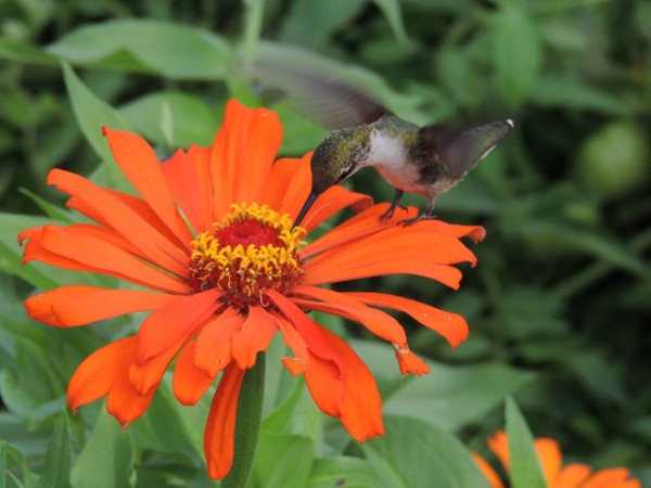 Image of hummingbird by Tom Ernst