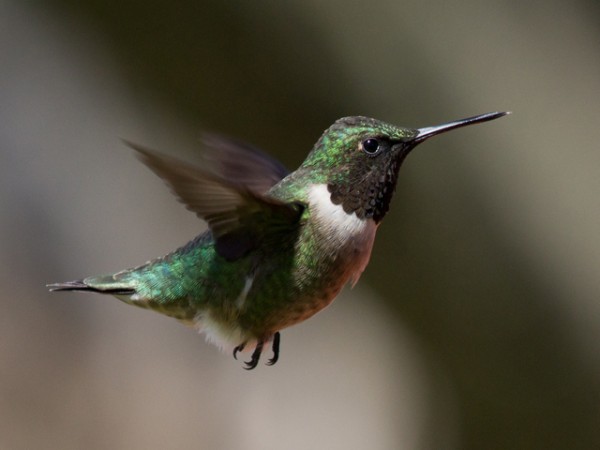 Image of male ruby throat by Laura Erickson