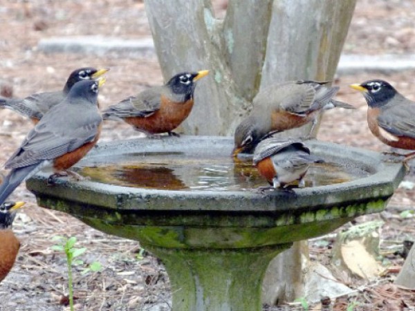Annual Cycle of the Robin