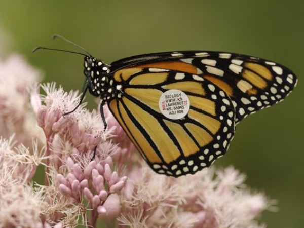 Image of a tagged monarch butterfly