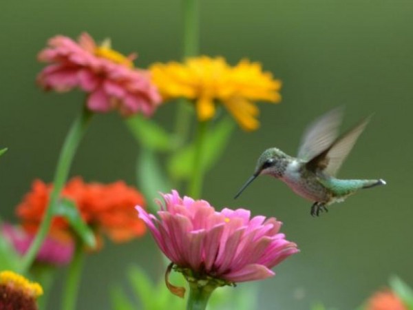 Hummingbird nectaring from zinneas by Amy Evoniuk