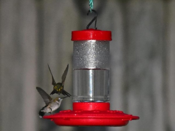 Hummingbirds at feeder by Richard Samuel