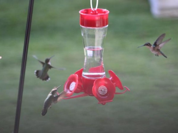 Hummingbirds at feeder by Gary Bielak