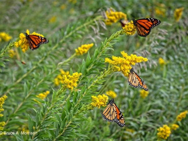 Monarch Butterfly Nectaring on Goldenrod
