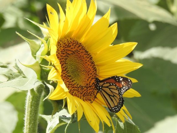 Monarch butterfly nectaring from sunflower