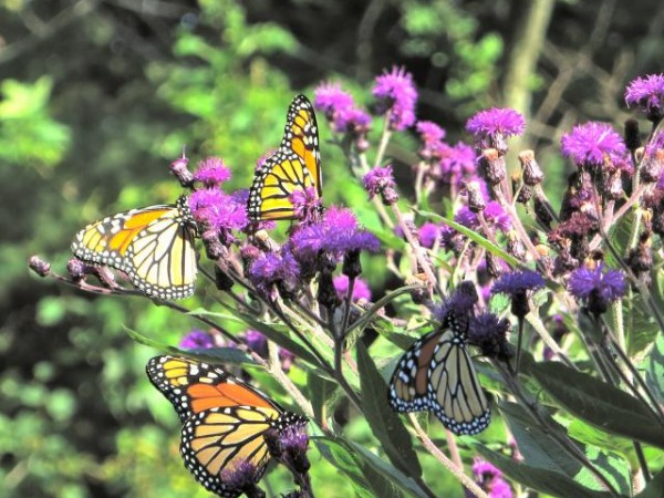 Image of monarch butterflies nectaring in New England asters.