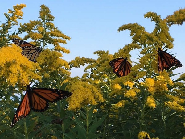 Monarchs Nectaring on Goldenrod
