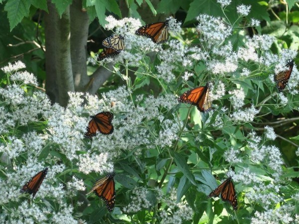 Monarch Butterflies Nectaring