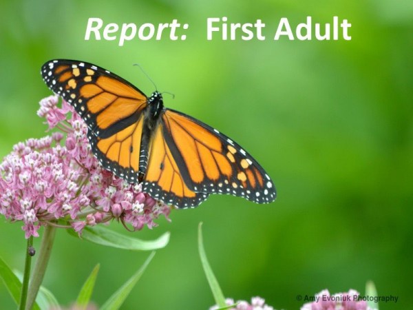 Report Your Monarch Observations