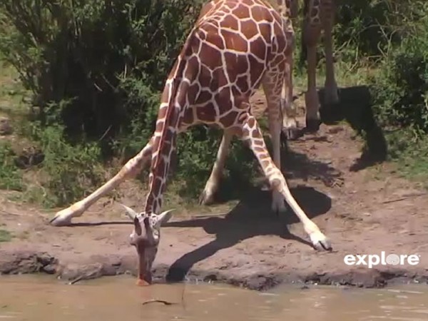 A giraffe drinking in a pond