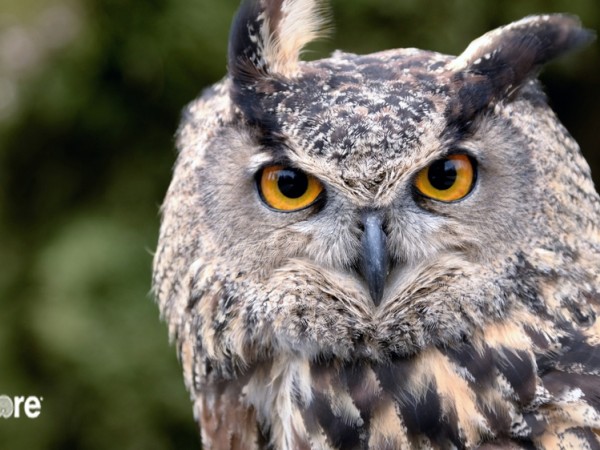 Great Horned Owl close up