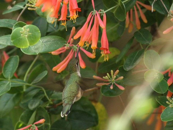 Female ruby-throated hummingbird