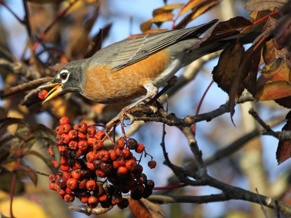 Robin eating berries by Don Severson