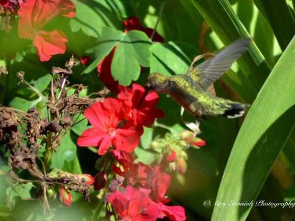 Hummingbird Nectaring on Geraniums in Indiana by Amy Evoniuk