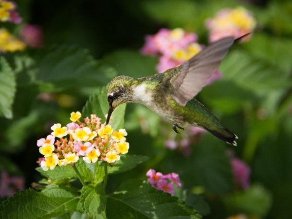 Hummingbird nectaring on fall blooms by Dawn Kyle
