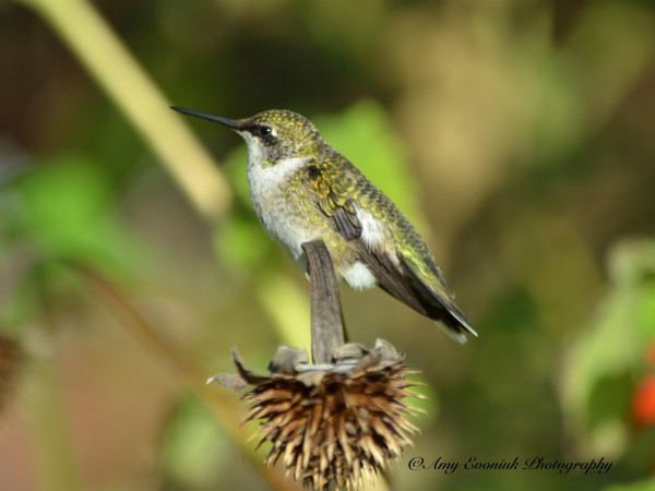 Hummingbird on fading fall blooms by Amy Evoniuk