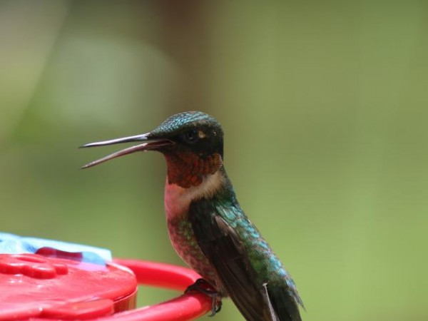 Male hummingbird at feeder by Dave Weaver
