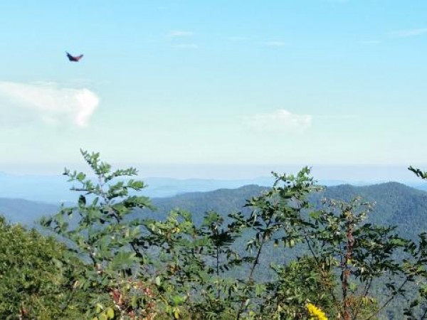 Monarch Butterfly Flying Over the Appalachians