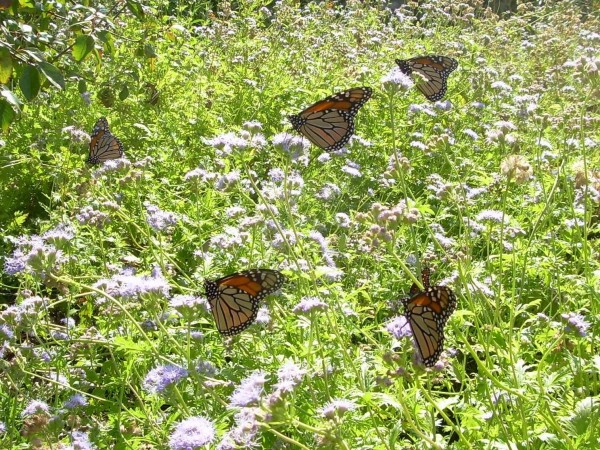 Monarch Butterflies Nectaring in Plano, Texas