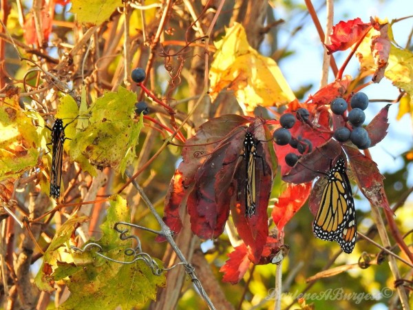 Monarch Butterflies in October in Ontario
