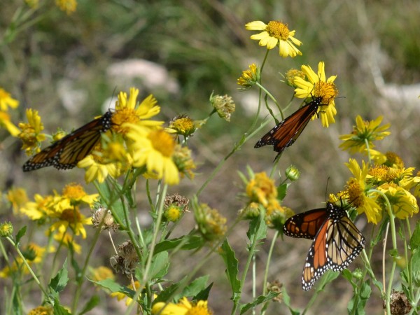 Monarch Butterflies nectaring on Cowpen Daisies