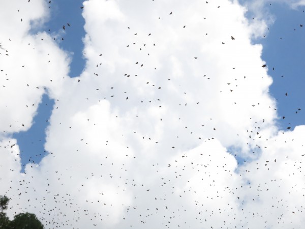 Monarchs Arriving at Overwintering Region in Mexico