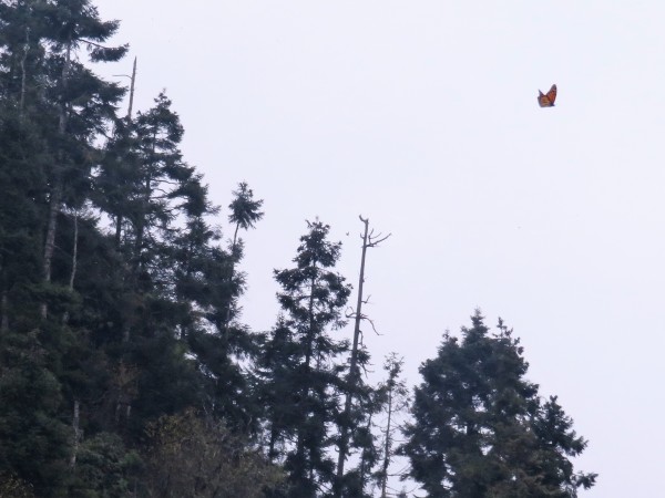 Monarchs Reach Cerro Pelon
