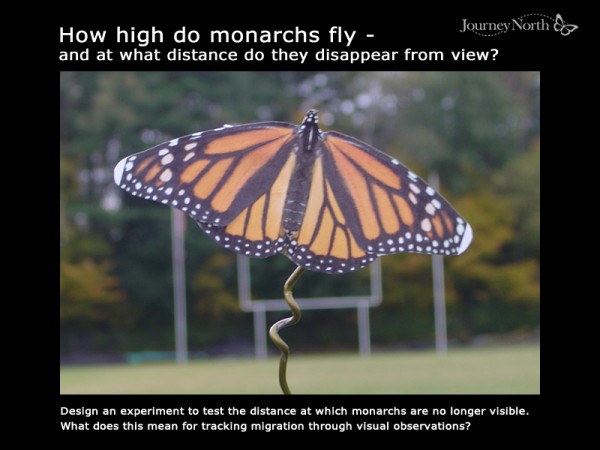 How High Do Monarchs Fly?