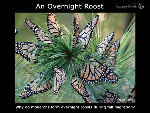 Why Do Monarch Butterflies Form Overnight Roosts? (Inforgraphic)