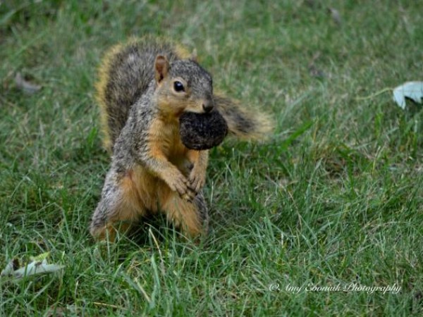 Squirrel carrying a walnut