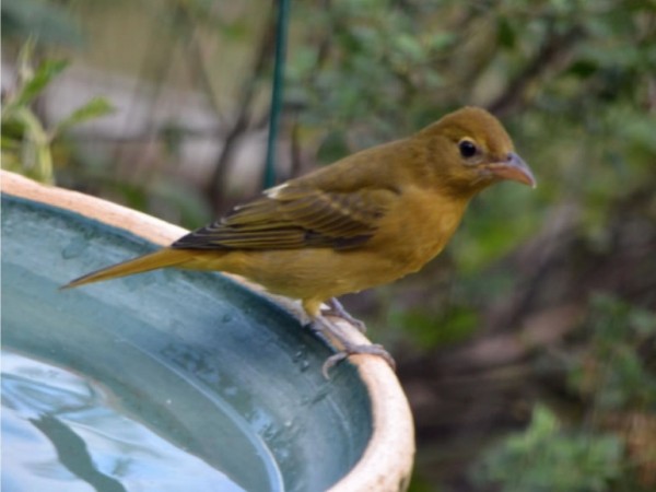 Summer Tanager on bird bath