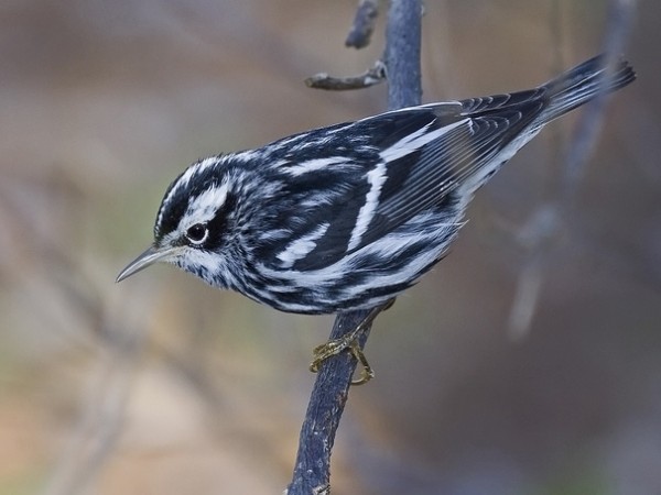 Black-and-White Warbler by Richard Crook/CC BY-NC-ND 2.0