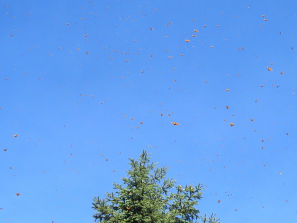 Monarchs Form Colony Cerro Pelon