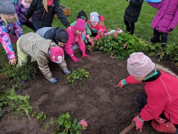 Kids planting tulip bulbs.