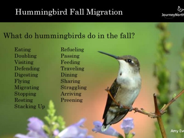 Fall migration begins