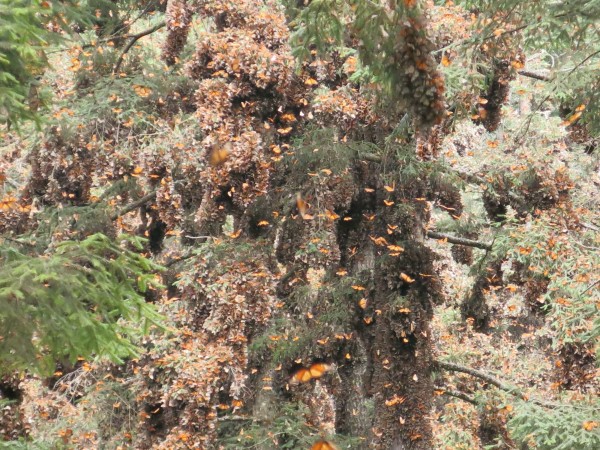 Monarch Butterflies at Sanctuary in Mexico
