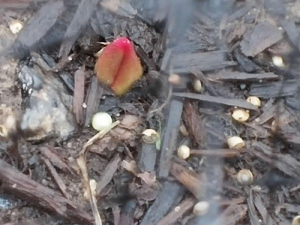 A tulip shoot emerging from the soil