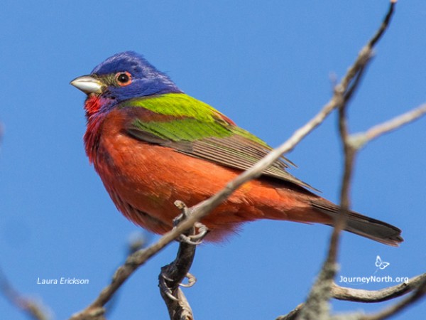 Painted bunting, Year of the Bird