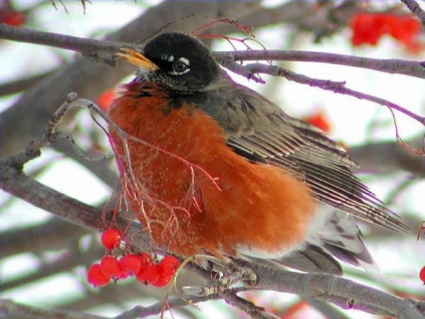 Winter: Where Are Our Robins? by Anne Cook
