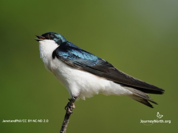 Tree Swallow by JanetandPhil (CC BY NC ND 2.0) 