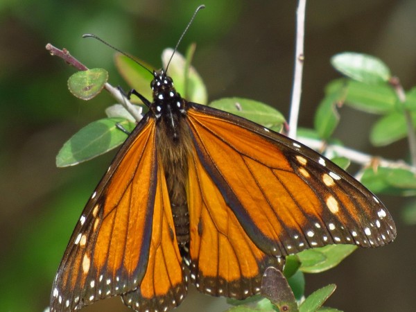 Monarch Butterfly Sighted in Panacea, Florida in January 2018.