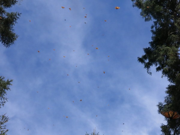 Butterflies flying over El Rosario