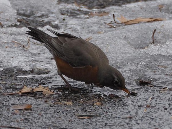 Robin foraging on ground exposed by recent mild weather in Ottawa, Ontario. Image by Gordon Johnston