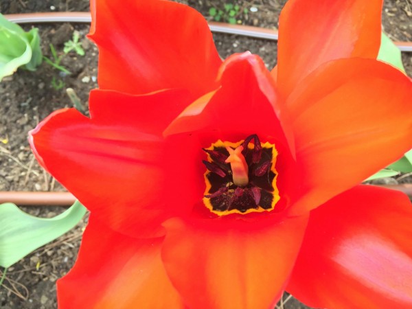 Big Red Emperor bloom - with unusual 8 petals