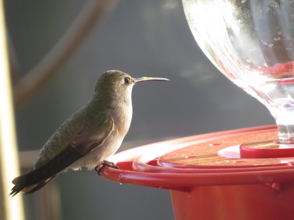 Black-chinned female at feeder
