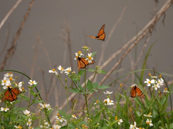 Monarch Butterflies on South Padre Island, Texas