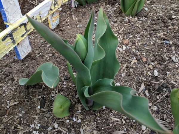 A tulip flower about ready to bloom