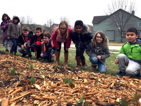 Students observing tulips emerging